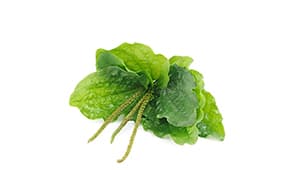 Bordafű útifű kivonat